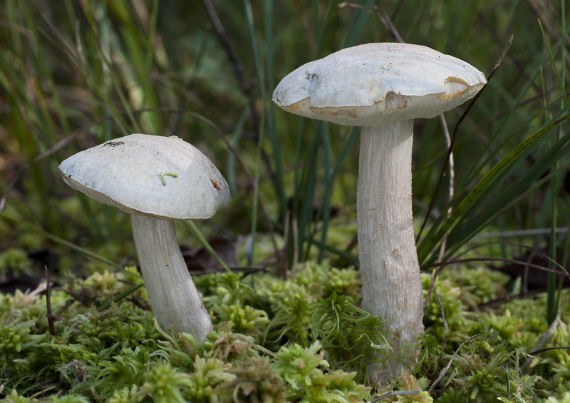 Leccinum holopus